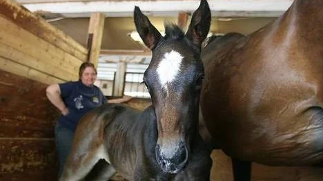 Det lilla fölet på Västerbo stuteri som förlorade sin mamma har nu fått en fostermor och amma, Invincible Hornline från Axevalla. I bakgrunden Västerbos ena ägare Susanne Demmers.
