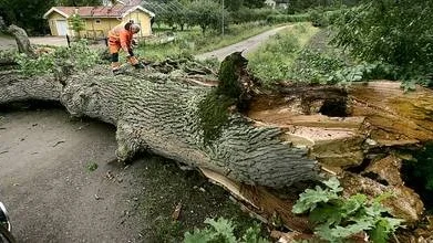 Hans Wennerberg från Uppsala kommun inspekterar den fallna eken i Vårdsätra på tisdagsförmiddagen.