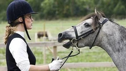 Isabelle Sjögren och hennes kaspiska häst Anns Bounty vann i klassen Bästa unga vallack och hingst.