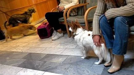 Det finns roligare ställen att tillbringa julen på än i väntrummet på djursjukhuset.