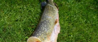 Fina gäddan var en riktigt ful fisk
