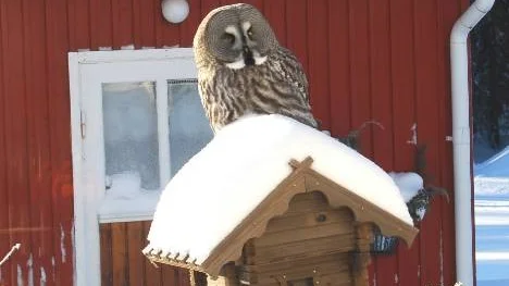 Lappugglan sitter och njuter i solen på vårt fågelbord i Sjöträsk.