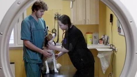 Nya införselregler av djur kommer att gälla vid årsskiftet. Det innebär billigare och enklare behandling hos veterinär innan man kan passera gränsen. Här undersöks kooikjerhondjen Nellie av Johan Degerman och Linda-Mari Berglundh.