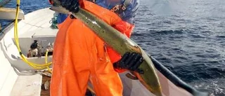 Magnus tvingas kasta lönen i sjön