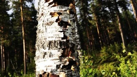 Kulfångare. Träd i närheten av stugan har trasats sönder av kulor.
