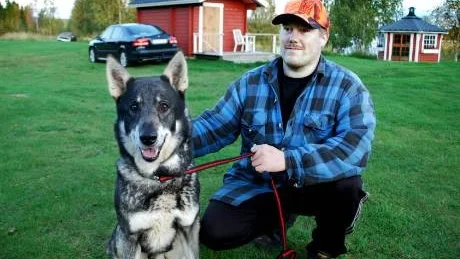 KLARADE ATTACKEN. Jaktlaget Paavoniemi hunters var glada att både husse Tommy Anundi och jämthunden Dacke klarade älgattacken.