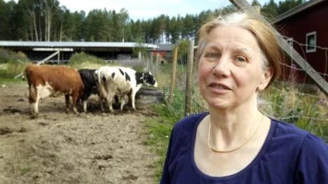 "Totalt var det 57 kalvar som rymde för en månad sedan. Det har varit ett tufft jobb att hitta alla. Fortfarande är fyra på rymmen", säger Leena Lönnholm.