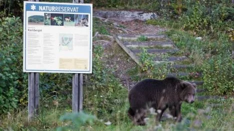 PT:s reporter fick syn på en björn vid Hundbergets fot på tisdagskvällen. Björnen vid bondgården såg inte rädd ut. Den tittade nyfiket, gick iväg, vände åter och tittade igen. Det kan röra sig om en av "problembjörnarna".