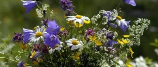 Säg vad du känner med en blomma