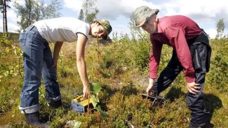 Makarna Linda Daudze-Smiltina och Märtinö Smiltinö från Lettland plockar blåbär i Piteås skogar för sjätte året. I fjol plockade de 1 200 kilo tillsammans, men i år räknar de med en mindre mängd eftersom tillgången på blåbär är sämre. EU-medborgare behöver, till skillnad från exempelvis thailändare, inget arbetstillstånd för att fara till Sverige och plocka bär.
