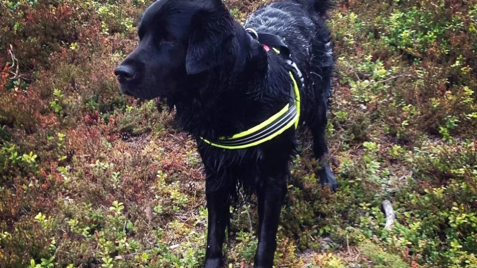Emilias hund Hilma.