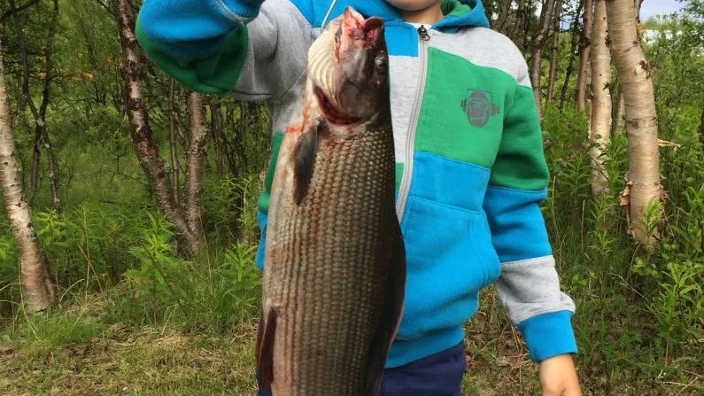 Stolt håvare. Truls Barkman, sex år, hjälpte pappa Roger Haapasaari, Koskullskulle, med håvningen när han fick ledarharren i Fiske-DM i Kaitumälven , och även två fina öringar på exakt samma ställe vid Killinge!