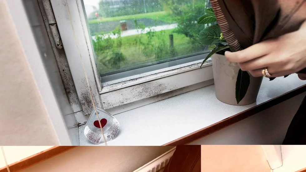 Mögel. Farligare än många tror enligt MCS Sweden.