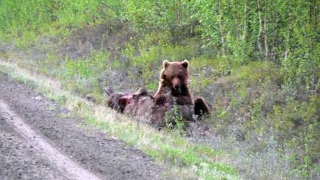 BJÖRN ÅT ÄLG. Arvidsjaursborna Mikael Karp och Erika Lindkvist fick se en björn som slet sönder en levande älg.