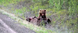 Såg på då björn åt levande älg
