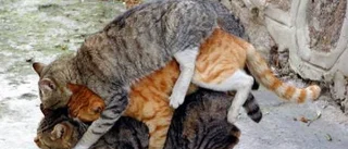 Nej, katten är inget flockdjur