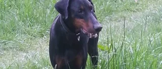 Mardrömmen: Hunden Oden försvann i fjällen