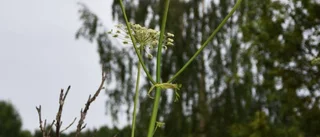 Främmande art har etablerat sig i länet