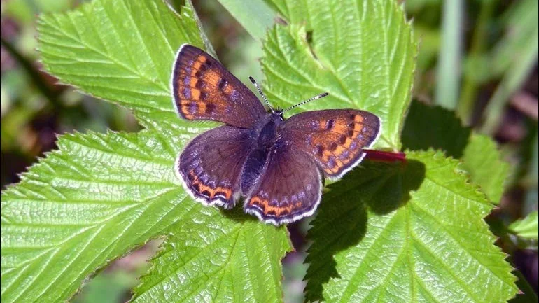 Fjärilen Violetta guldvingen är utrotningshotat. Länsstyrelsen vill ha in rapporter av de som observerar en Violett guldvinge.
