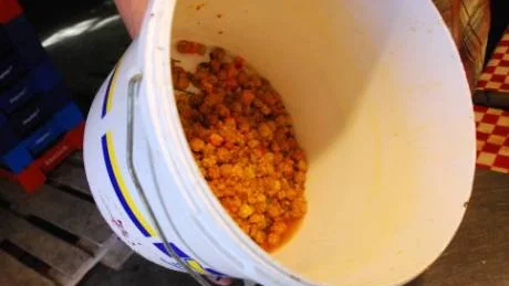 KASTADES. Hjortronsaft som skulle kunna komma till användning hälldes ut utan förklaring. Bengt Jönsson sa att det handlar om hinkar som innehållit för mycket vatten.