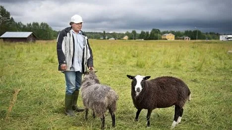 MISSTÄNKSAMMA FÅR. Tharyin Lone Tha Aung var den som upptäckte stölden. Han berättar att vanligtvis kommer fåren fram till honom direkt han kommer till hagen, men inte nu längre.
