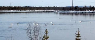 Svanar på rad i Vatjenave