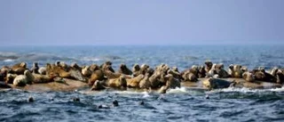 73 sälar fick sätta livet till på riksdagsmannens expedition