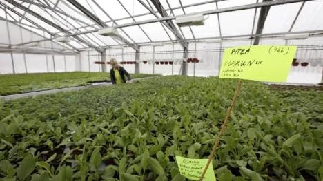 Annica Rönnqvist har en hektisk tid framför sig, bland annat finns Piteå kommuns sommarblommor på tillväxt i ett av hennes växthus.