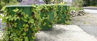 Här blommar asfalten