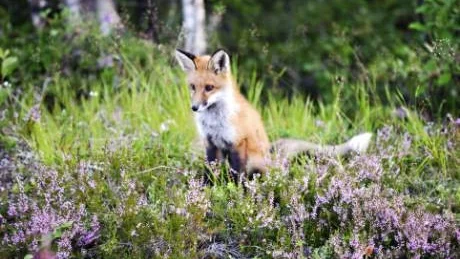 LEVER GOTT. Tack vare den stora tillgången på föda när valparna har varit små finns det nu gott om rödräv ute i skogarna.