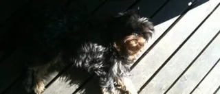 Hunden Sixten bets ihjäl av kamphund