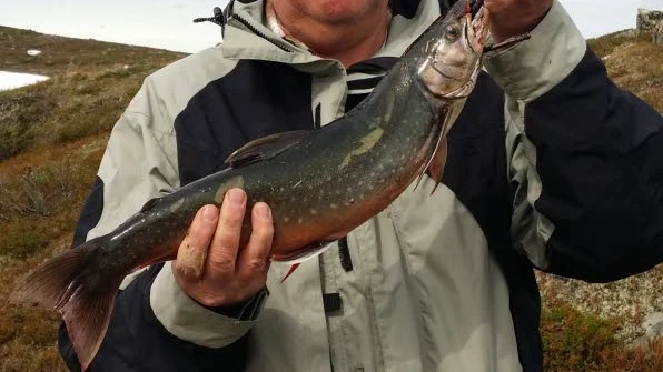 Få men stora. Rödingarna i tjärnarna i Jäckviksfjällen var svårflörtade. Men efter några dagar lossnade det och Örjan Lindstedt, Boden, drog upp fyra fina rödingar samma dag på spinnare. Den största vägde 1490 gram.
