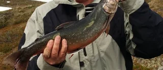 Örjan tog tävlingens första röding