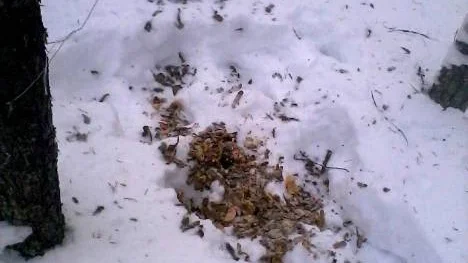Under snaran låg det olika sorts skal och matrester.