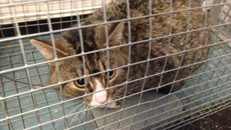 Katten som togs om hand av polisen på lördagen, fick först komma till Kattakutens stödhem innan hans ägare hämtade honom på söndag förmiddag.