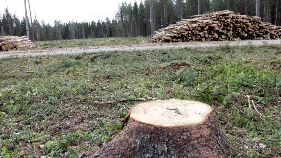 Många skogsföryngringar i länet är inte godkända. Avverkningen på bilden har inget med texten att göra.