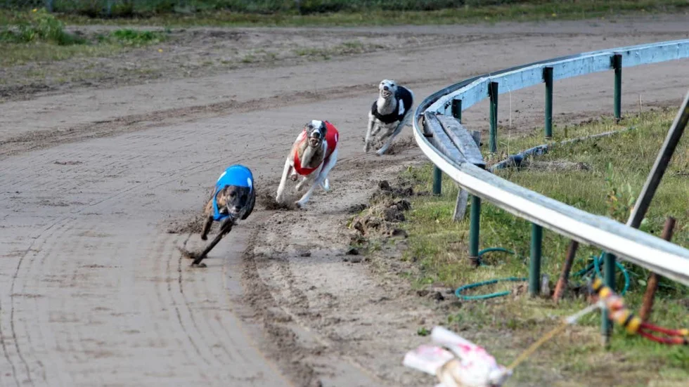 Snabb. Leone vann loppet Moneysteps Sprint.