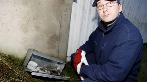 - Det har varit exceptionellt gynnsamt med föda för ekorrarna i år, konstaterar Kenneth Nordström, skadedjursexpert på Anticimex i Piteå.