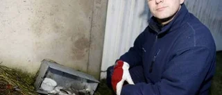 Ekorrexplosion föder sanitära problem