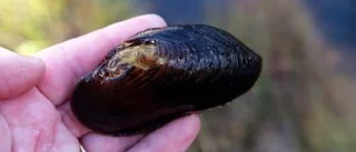 Skogsgödsling kan påverka flodpärlmusslan