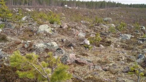 Enligt Skogsstyrelsen innebär den vanvårdade och älgskadade skogsmarken i Arjeplogs kommun en enorm nationalekonomisk förlust eftersom problemen pågått under så lång tid.