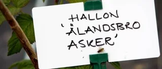 Odling i tunnlar ger bättre och tidigare skörd ger