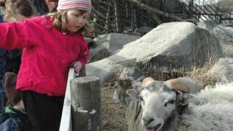 FINA. Wilda-Lill Hedman, fyra år gillade fåren på Ponderosa.   Foto: Britt-Louise Spets