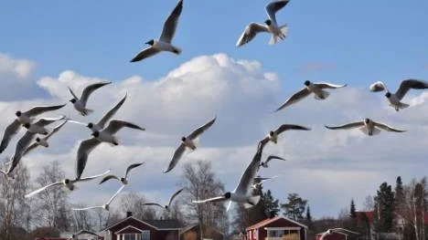 Skrattmåstar vid Älvsbyvägkorsningen i Öjebyn.
