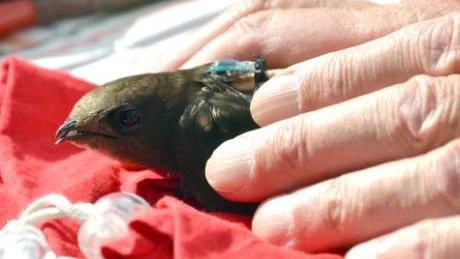 Välutrustad. Tornseglarna är byggda för att kunna flyga länge och flyga snabbt.