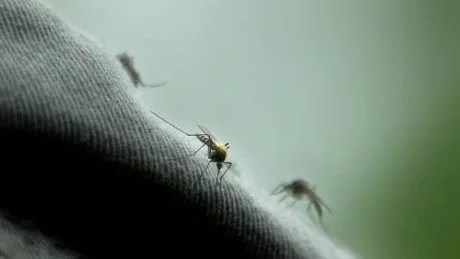 HONOR OCH HANAR. Endast honmyggorna suger blod. Hanmyggan nöjer sig med nektar. Myggorna på bilden är inte av arten Aedes cinereus.
