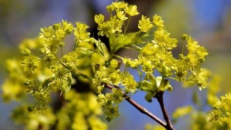 Ett somrigt foto. Lönnblom, en blomma som kommer lite i skymundan när så mycket annat blommar.