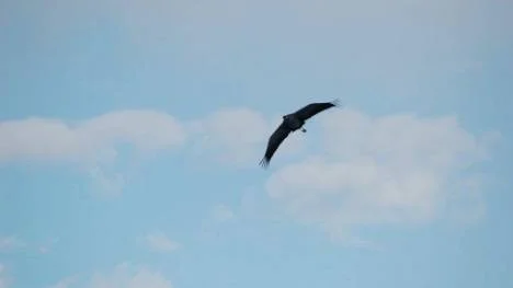 En ståtlig fågel, en trana,  svävande i lufthavet.