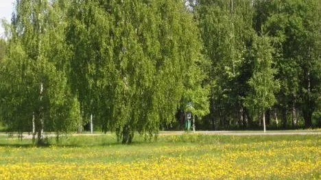 Nu blommar Norrbottens "raspfält" ,  maskrosorna.