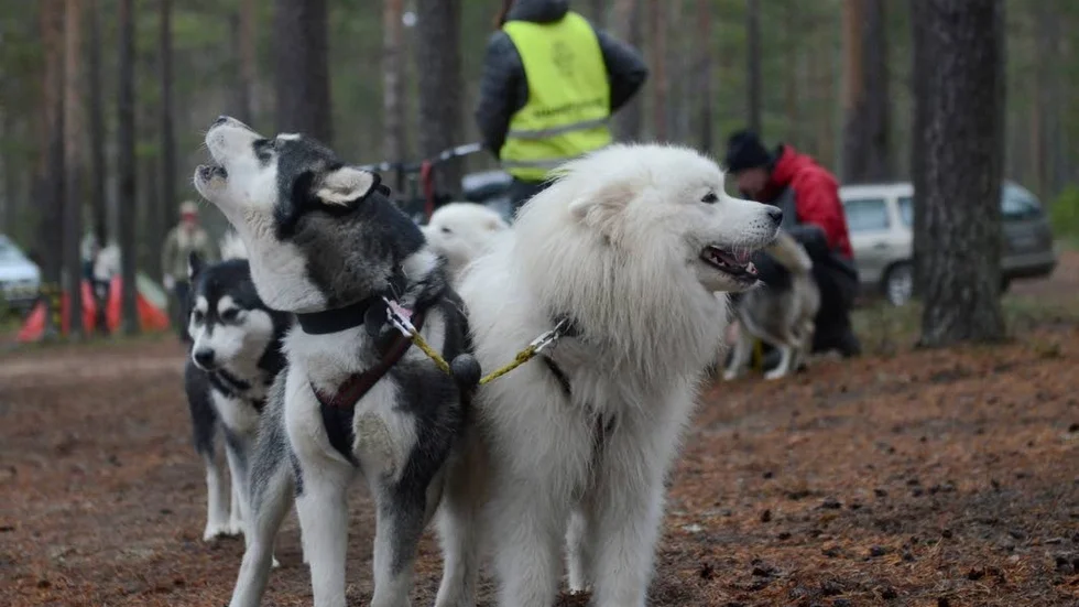 Först i ledet. Det sista ska fixas, sedan drar gänget iväg.